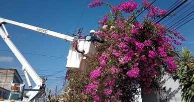 Avanza control de vegetación en circuitos eléctricos apureños Avanza control de vegetación en circuitos eléctricos apureños