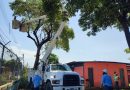 Aplican control de vegetación en circuitos eléctricos de Barinas